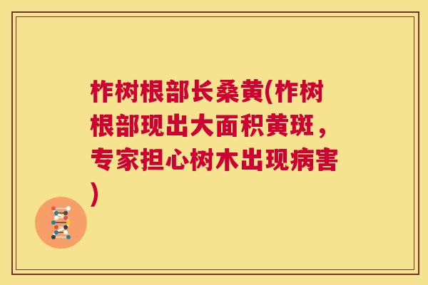 柞树根部长桑黄(柞树根部现出大面积黄斑,专家担心树木出现害) 柞树根部长桑黄(柞树根部现出大面积黄斑,专家担心树木出现害)
