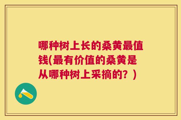 哪种树上长的桑黄值钱(有价值的桑黄是从哪种树上采摘的?) 哪种树上长的桑黄值钱(有价值的桑黄是从哪种树上采摘的?)