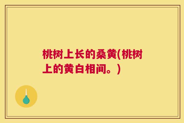 桃树上长的桑黄(桃树上的黄白相间。) 桃树上长的桑黄(桃树上的黄白相间。)