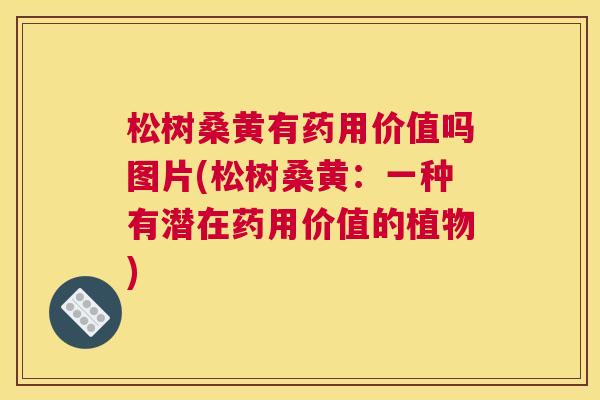 松树桑黄有药用价值吗图片(松树桑黄:一种有潜在药用价值的植物) 松树桑黄有药用价值吗图片(松树桑黄:一种有潜在药用价值的植物)