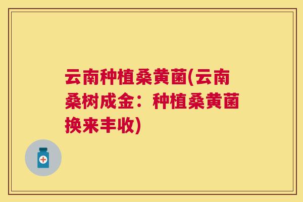 云南种植桑黄菌(云南桑树成金:种植桑黄菌换来丰收) 云南种植桑黄菌(云南桑树成金:种植桑黄菌换来丰收)