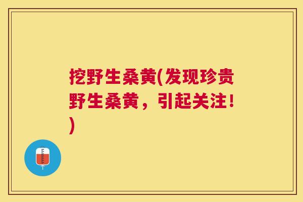 挖野生桑黄(发现珍贵野生桑黄,引起关注!) 挖野生桑黄(发现珍贵野生桑黄,引起关注!)