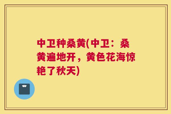 中卫种桑黄(中卫:桑黄遍地开,黄色花海惊艳了秋天) 中卫种桑黄(中卫:桑黄遍地开,黄色花海惊艳了秋天)