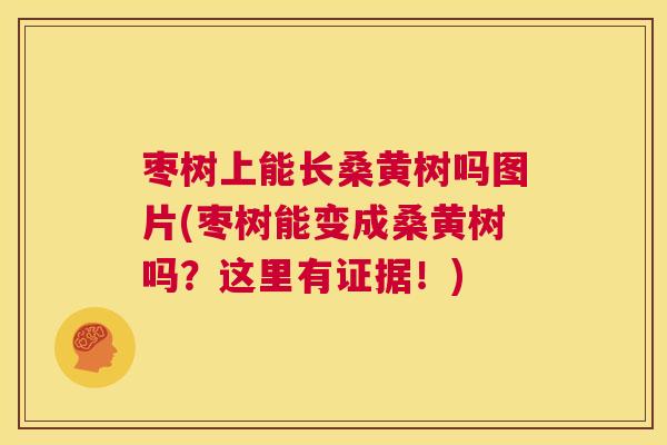 枣树上能长桑黄树吗图片(枣树能变成桑黄树吗?这里有证据!) 枣树上能长桑黄树吗图片(枣树能变成桑黄树吗?这里有证据!)