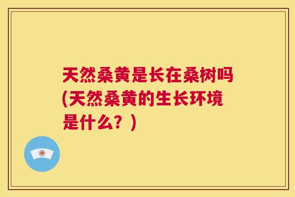天然桑黄是长在桑树吗(天然桑黄的生长环境是什么?) 天然桑黄是长在桑树吗(天然桑黄的生长环境是什么?)