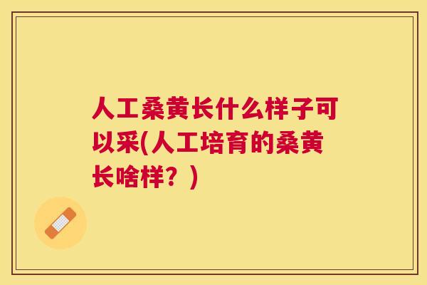 人工桑黄长什么样子可以采(人工培育的桑黄长啥样?) 人工桑黄长什么样子可以采(人工培育的桑黄长啥样?)