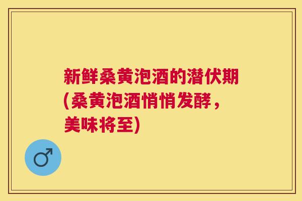 新鲜桑黄泡酒的潜伏期(桑黄泡酒悄悄发酵,美味将至) 新鲜桑黄泡酒的潜伏期(桑黄泡酒悄悄发酵,美味将至)