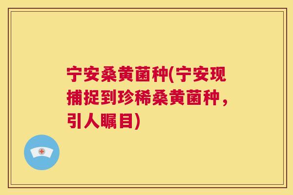 宁安桑黄菌种(宁安现捕捉到珍稀桑黄菌种,引人瞩目) 宁安桑黄菌种(宁安现捕捉到珍稀桑黄菌种,引人瞩目)