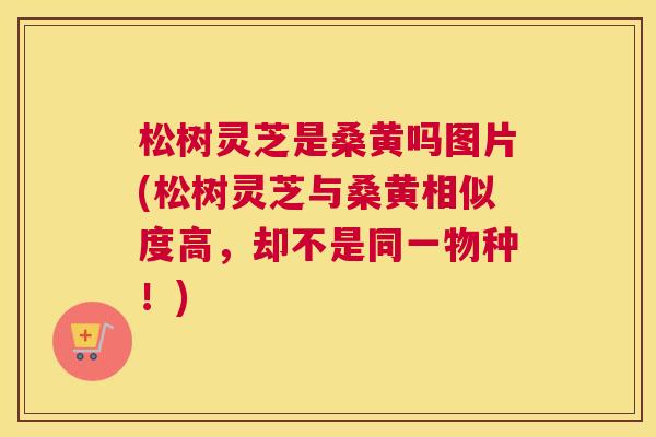 松树灵芝是桑黄吗图片(松树灵芝与桑黄相似度高,却不是同一物种!) 松树灵芝是桑黄吗图片(松树灵芝与桑黄相似度高,却不是同一物种!)
