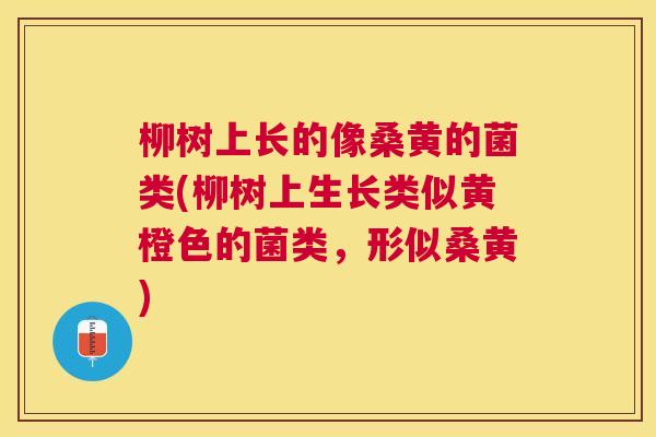 柳树上长的像桑黄的菌类(柳树上生长类似黄橙色的菌类,形似桑黄) 柳树上长的像桑黄的菌类(柳树上生长类似黄橙色的菌类,形似桑黄)