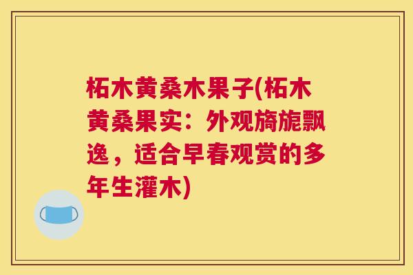 柘木黄桑木果子(柘木黄桑果实:外观旖旎飘逸,适合早春观赏的多年生灌木) 柘木黄桑木果子(柘木黄桑果实:外观旖旎飘逸,适合早春观赏的多年生灌木)