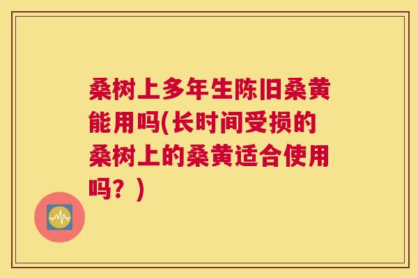 桑树上多年生陈旧桑黄能用吗(长时间受损的桑树上的桑黄适合使用吗?) 桑树上多年生陈旧桑黄能用吗(长时间受损的桑树上的桑黄适合使用吗?)