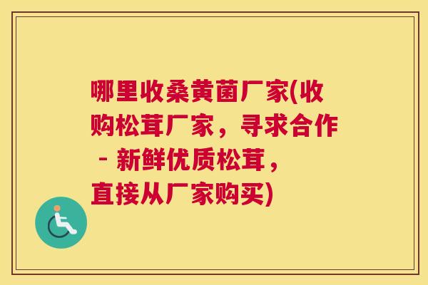 哪里收桑黄菌厂家(收购松茸厂家,寻求合作 - 新鲜优质松茸,直接从厂家购买) 哪里收桑黄菌厂家(收购松茸厂家,寻求合作 - 新鲜优质松茸,直接从厂家购买)