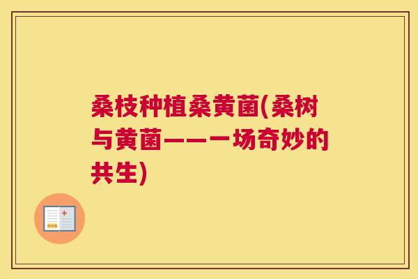 桑枝种植桑黄菌(桑树与黄菌——一场奇妙的共生) 桑枝种植桑黄菌(桑树与黄菌——一场奇妙的共生)