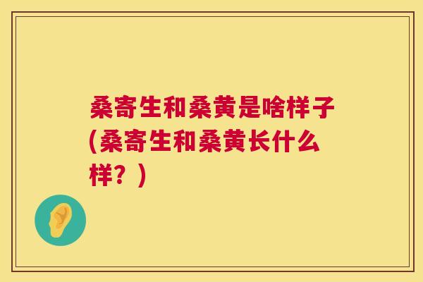 桑寄生和桑黄是啥样子(桑寄生和桑黄长什么样?) 桑寄生和桑黄是啥样子(桑寄生和桑黄长什么样?)