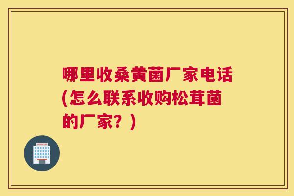 哪里收桑黄菌厂家电话(怎么联系收购松茸菌的厂家?) 哪里收桑黄菌厂家电话(怎么联系收购松茸菌的厂家?)