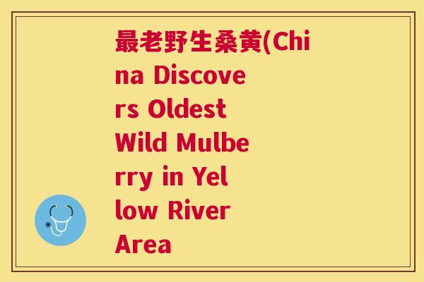 老野生桑黄(China Discovers Oldest Wild Mulberry in Yellow River Area 老野生桑黄(China Discovers Oldest Wild Mulberry in Yellow River Area