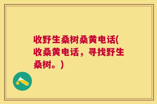 收野生桑树桑黄电话(收桑黄电话,寻找野生桑树。) 收野生桑树桑黄电话(收桑黄电话,寻找野生桑树。)