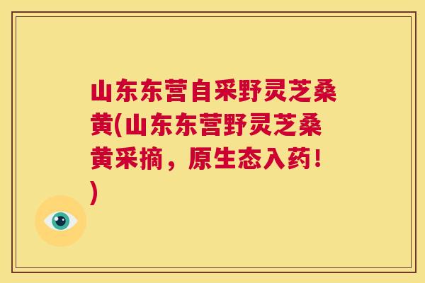 山东东营自采野灵芝桑黄(山东东营野灵芝桑黄采摘,原生态入药!) 山东东营自采野灵芝桑黄(山东东营野灵芝桑黄采摘,原生态入药!)