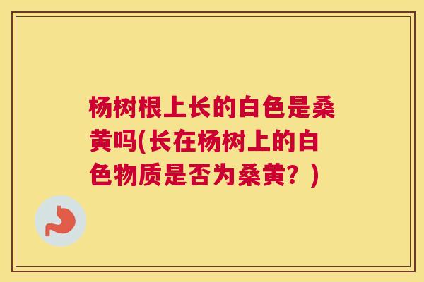 杨树根上长的白色是桑黄吗(长在杨树上的白色物质是否为桑黄?) 杨树根上长的白色是桑黄吗(长在杨树上的白色物质是否为桑黄?)