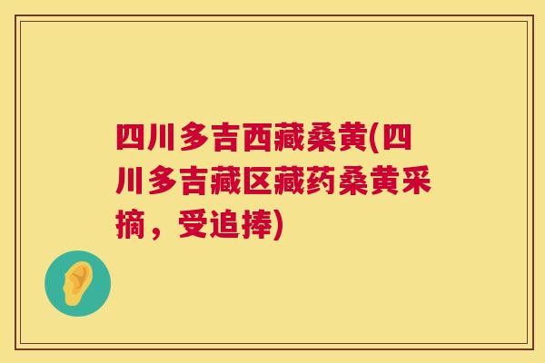 四川多吉西藏桑黄(四川多吉藏区藏药桑黄采摘,受追捧) 四川多吉西藏桑黄(四川多吉藏区藏药桑黄采摘,受追捧)