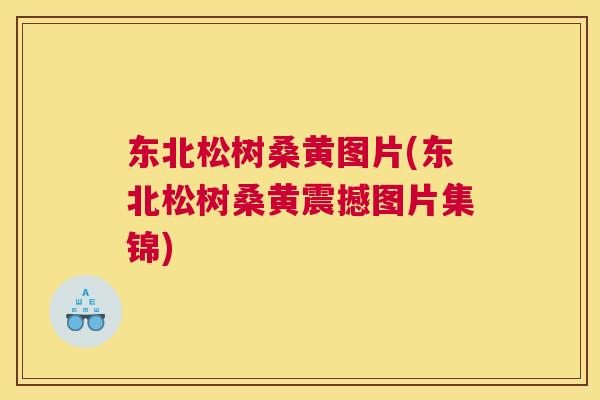东北松树桑黄图片(东北松树桑黄震撼图片集锦) 东北松树桑黄图片(东北松树桑黄震撼图片集锦)