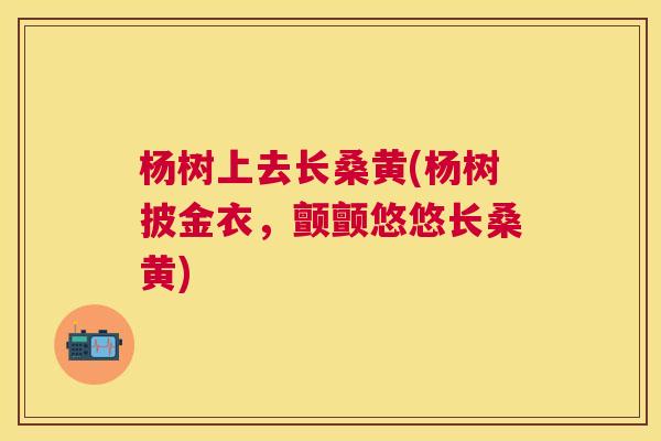 杨树上去长桑黄(杨树披金衣,颤颤悠悠长桑黄) 杨树上去长桑黄(杨树披金衣,颤颤悠悠长桑黄)