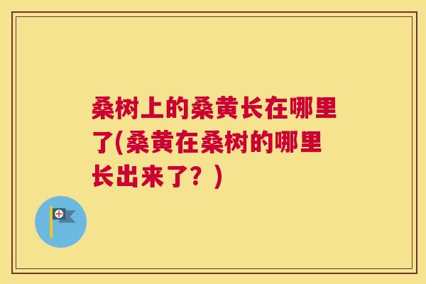 桑树上的桑黄长在哪里了(桑黄在桑树的哪里长出来了?) 桑树上的桑黄长在哪里了(桑黄在桑树的哪里长出来了?)