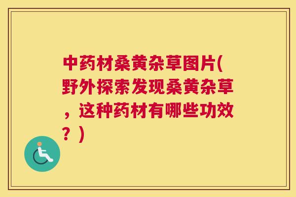材桑黄杂草图片(野外探索发现桑黄杂草,这种药材有哪些功效?) 材桑黄杂草图片(野外探索发现桑黄杂草,这种药材有哪些功效?)