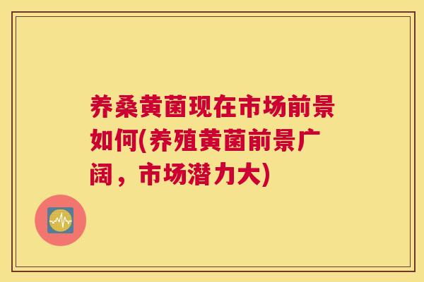 养桑黄菌现在市场前景如何(养殖黄菌前景广阔,市场潜力大) 养桑黄菌现在市场前景如何(养殖黄菌前景广阔,市场潜力大)