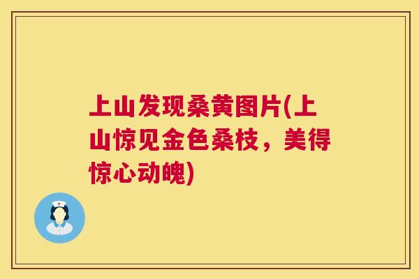 上山发现桑黄图片(上山惊见金色桑枝,美得惊心动魄) 上山发现桑黄图片(上山惊见金色桑枝,美得惊心动魄)