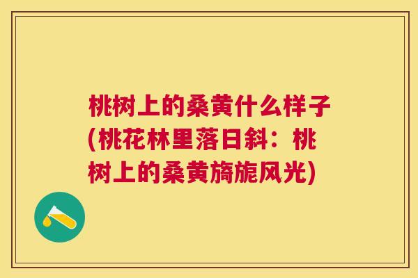 桃树上的桑黄什么样子(桃花林里落日斜:桃树上的桑黄旖旎风光) 桃树上的桑黄什么样子(桃花林里落日斜:桃树上的桑黄旖旎风光)