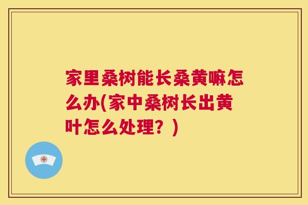 家里桑树能长桑黄嘛怎么办(家中桑树长出黄叶怎么处理?) 家里桑树能长桑黄嘛怎么办(家中桑树长出黄叶怎么处理?)