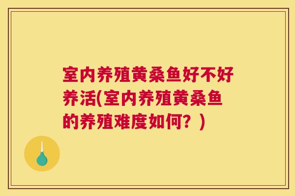 室内养殖黄桑鱼好不好养活(室内养殖黄桑鱼的养殖难度如何?) 室内养殖黄桑鱼好不好养活(室内养殖黄桑鱼的养殖难度如何?)