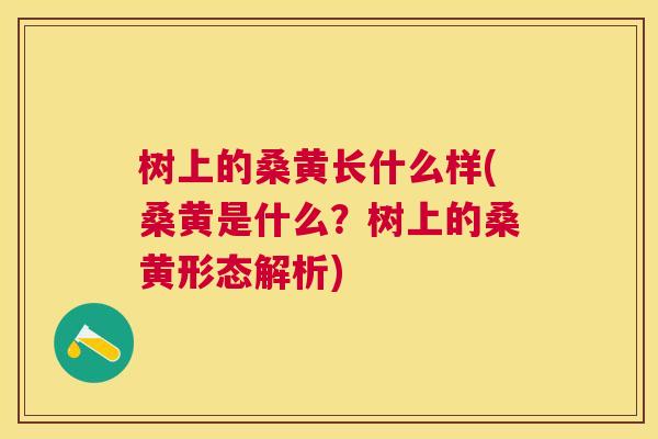 树上的桑黄长什么样(桑黄是什么?树上的桑黄形态解析) 树上的桑黄长什么样(桑黄是什么?树上的桑黄形态解析)