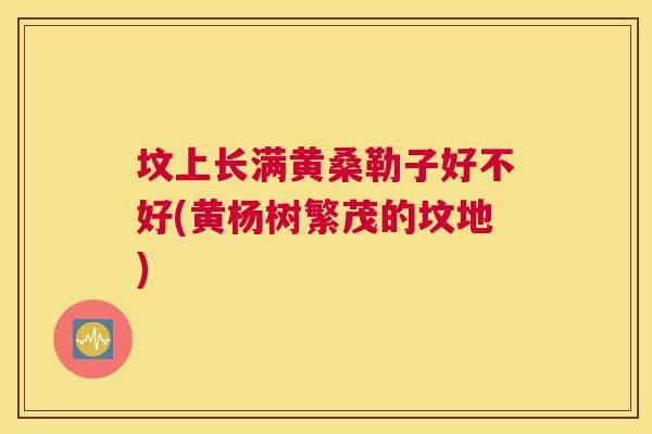 坟上长满黄桑勒子好不好(黄杨树繁茂的坟地) 坟上长满黄桑勒子好不好(黄杨树繁茂的坟地)