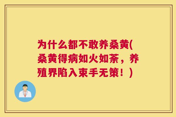 为什么都不敢养桑黄(桑黄得如火如荼,养殖界陷入束手无策!) 为什么都不敢养桑黄(桑黄得如火如荼,养殖界陷入束手无策!)