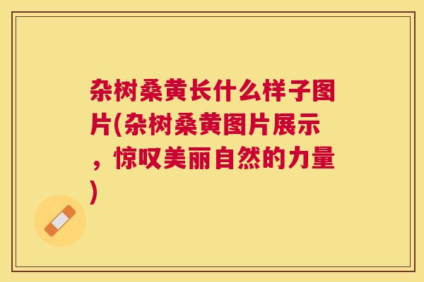 杂树桑黄长什么样子图片(杂树桑黄图片展示,惊叹美丽自然的力量) 杂树桑黄长什么样子图片(杂树桑黄图片展示,惊叹美丽自然的力量)