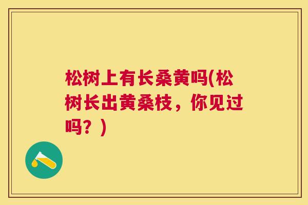 松树上有长桑黄吗(松树长出黄桑枝,你见过吗?) 松树上有长桑黄吗(松树长出黄桑枝,你见过吗?)