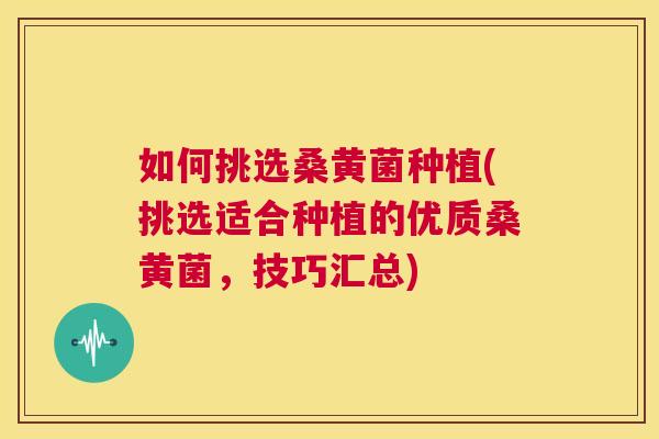 如何挑选桑黄菌种植(挑选适合种植的优质桑黄菌,技巧汇总) 如何挑选桑黄菌种植(挑选适合种植的优质桑黄菌,技巧汇总)