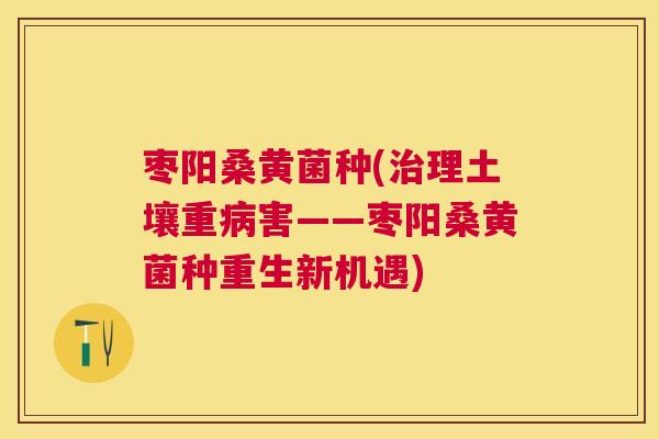 枣阳桑黄菌种(理土壤重害——枣阳桑黄菌种重生新机遇) 枣阳桑黄菌种(理土壤重害——枣阳桑黄菌种重生新机遇)