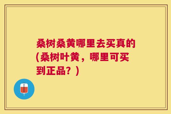 桑树桑黄哪里去买真的(桑树叶黄,哪里可买到正品?) 桑树桑黄哪里去买真的(桑树叶黄,哪里可买到正品?)