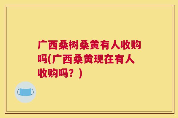 广西桑树桑黄有人收购吗(广西桑黄现在有人收购吗?) 广西桑树桑黄有人收购吗(广西桑黄现在有人收购吗?)