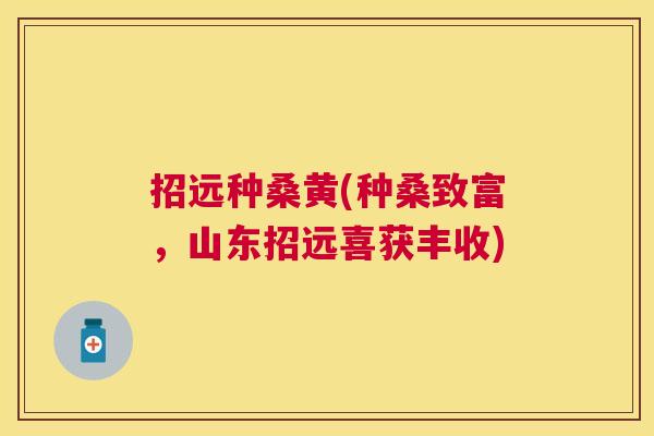 招远种桑黄(种桑致富,山东招远喜获丰收) 招远种桑黄(种桑致富,山东招远喜获丰收)