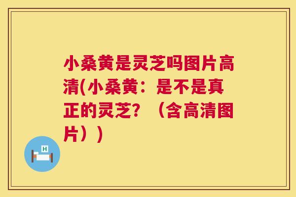 小桑黄是灵芝吗图片高清(小桑黄:是不是真正的灵芝?(含高清图片)) 小桑黄是灵芝吗图片高清(小桑黄:是不是真正的灵芝?(含高清图片))