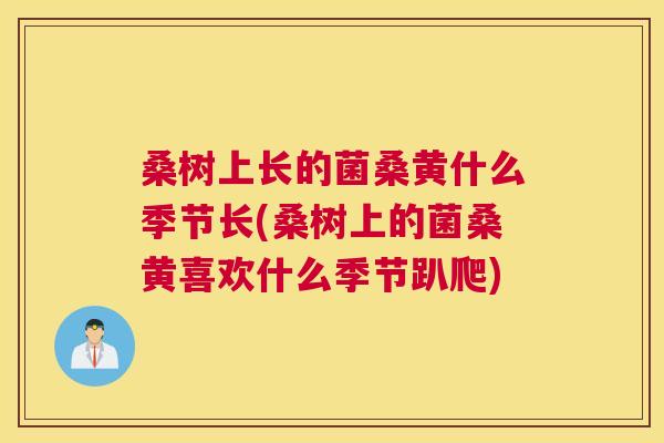 桑树上长的菌桑黄什么季节长(桑树上的菌桑黄喜欢什么季节趴爬) 桑树上长的菌桑黄什么季节长(桑树上的菌桑黄喜欢什么季节趴爬)