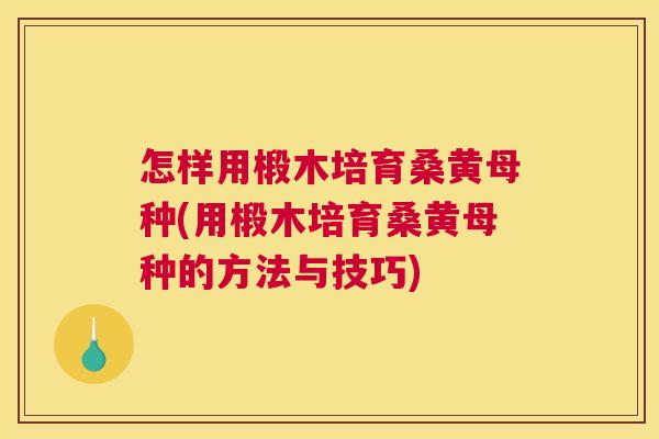 怎样用椴木培育桑黄母种(用椴木培育桑黄母种的方法与技巧) 怎样用椴木培育桑黄母种(用椴木培育桑黄母种的方法与技巧)