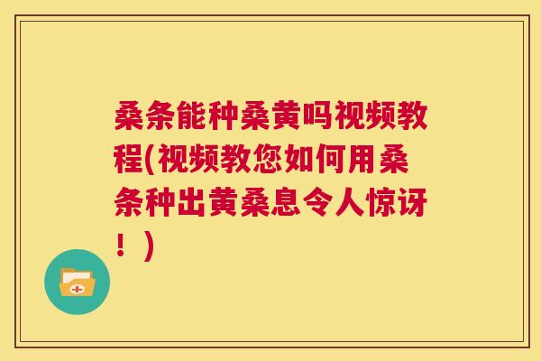 桑条能种桑黄吗视频教程(视频教您如何用桑条种出黄桑息令人惊讶!) 桑条能种桑黄吗视频教程(视频教您如何用桑条种出黄桑息令人惊讶!)