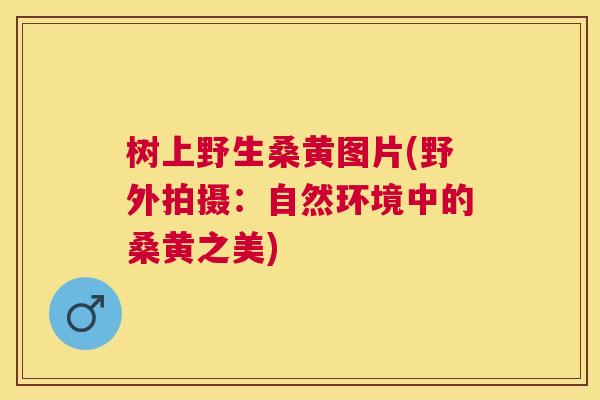 树上野生桑黄图片(野外拍摄:自然环境中的桑黄之美) 树上野生桑黄图片(野外拍摄:自然环境中的桑黄之美)