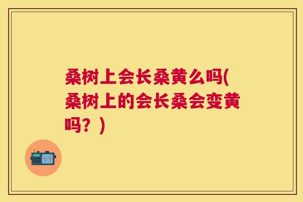 桑树上会长桑黄么吗(桑树上的会长桑会变黄吗?) 桑树上会长桑黄么吗(桑树上的会长桑会变黄吗?)